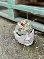 Zdjęcie rośliny Saxifraga Stolonifera Tricolor (Skalnica Rozłogowa), ujęcie 2