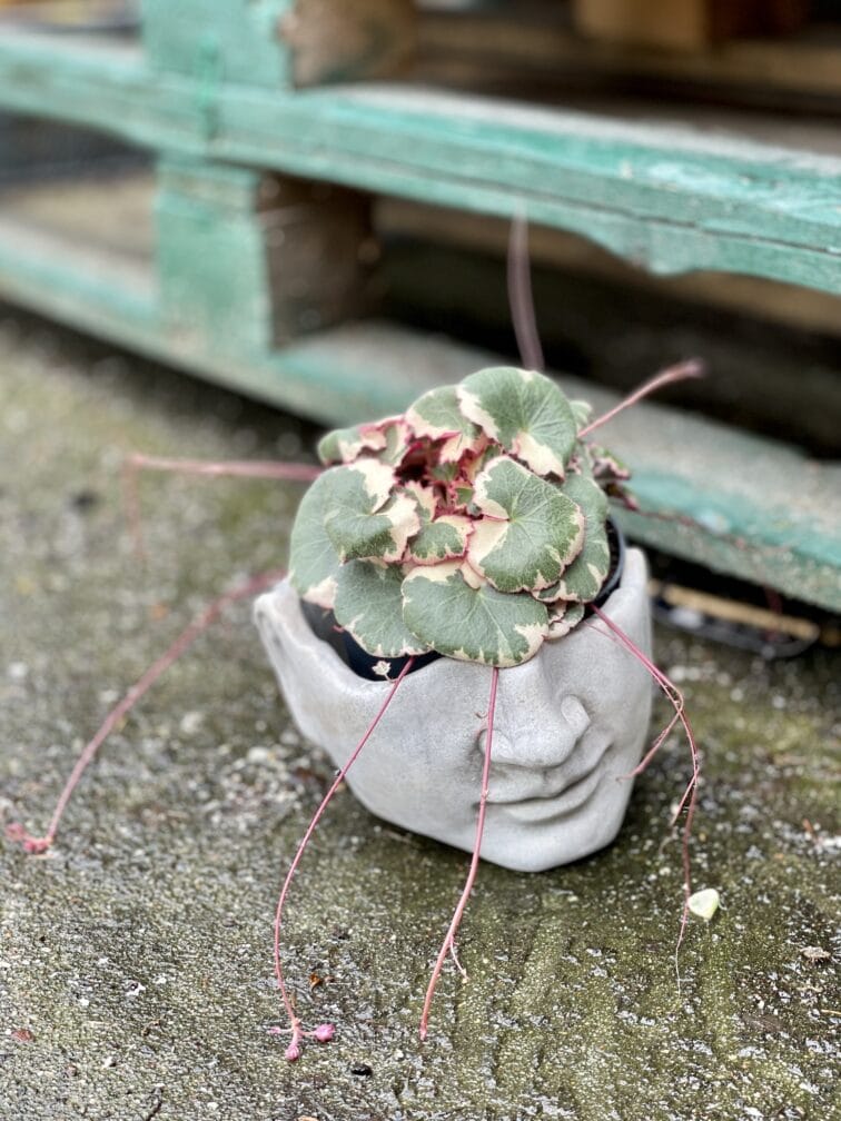 Zdjęcie rośliny Saxifraga Stolonifera Tricolor (Skalnica Rozłogowa), ujęcie 2