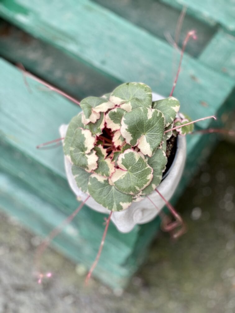 Zdjęcie rośliny Saxifraga Stolonifera Tricolor (Skalnica Rozłogowa), ujęcie 3