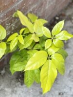Zdjęcie rośliny Schefflera actinophylla Golden Amate, ujęcie 1