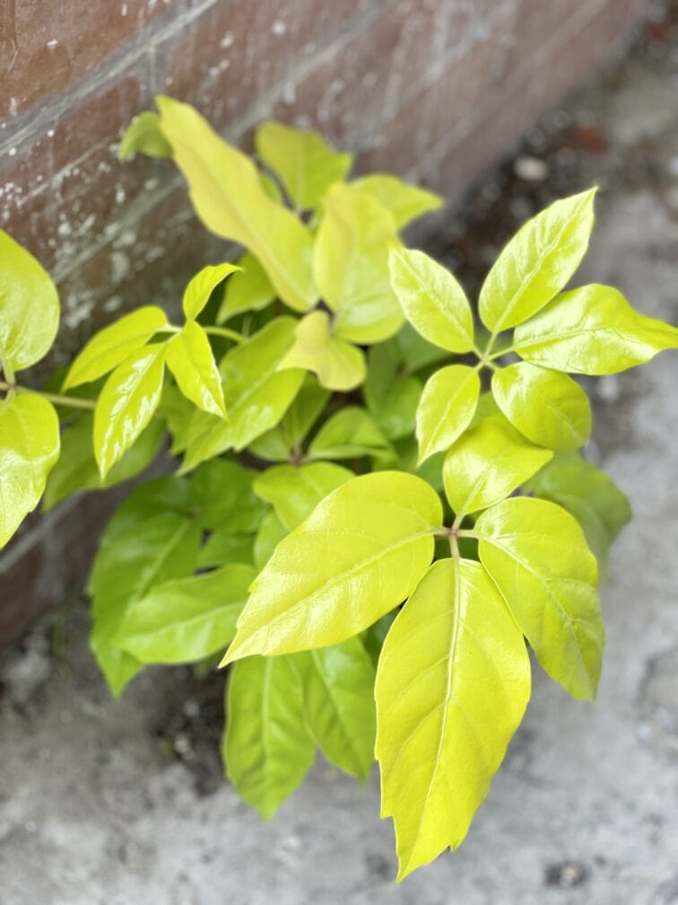 Zdjęcie rośliny Schefflera actinophylla Golden Amate, ujęcie 1