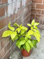 Zdjęcie rośliny Schefflera actinophylla Golden Amate, ujęcie 2