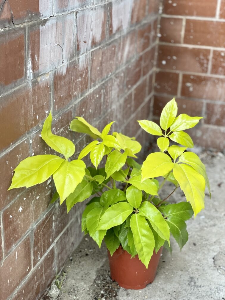 Zdjęcie rośliny Schefflera actinophylla Golden Amate, ujęcie 2