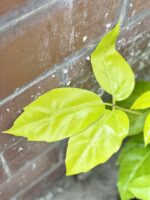 Zdjęcie rośliny Schefflera actinophylla Golden Amate, ujęcie 3