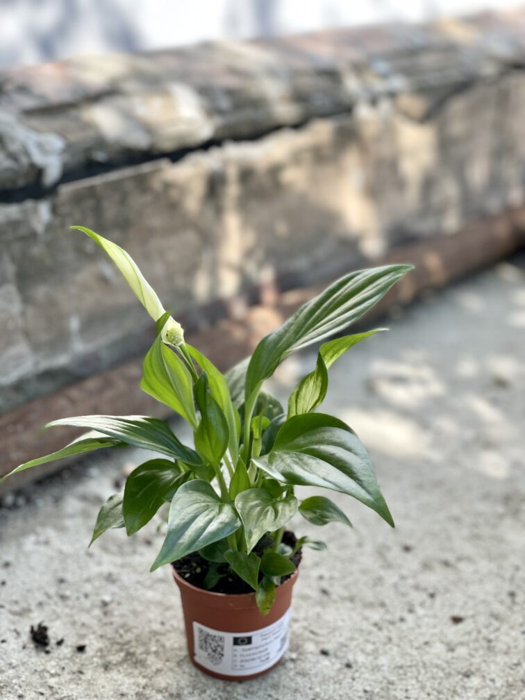 Zdjęcie rośliny Spathiphyllum Pearl Cupido, ujęcie 2