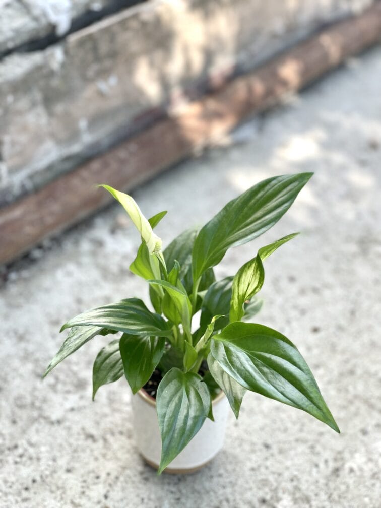 Zdjęcie rośliny Spathiphyllum Pearl Cupido, ujęcie 3
