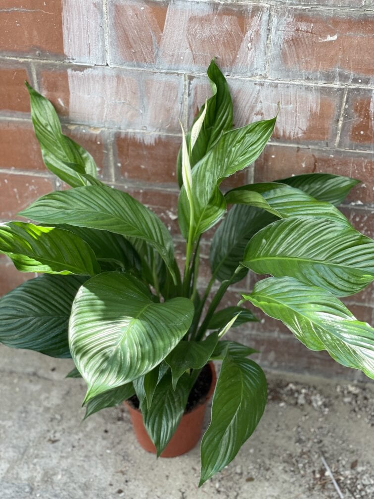 Zdjęcie rośliny Spathiphyllum Sweet Lauretta, ujęcie 1