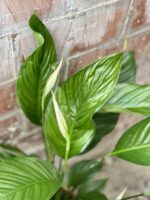 Zdjęcie rośliny Spathiphyllum Sweet Lauretta, ujęcie 2
