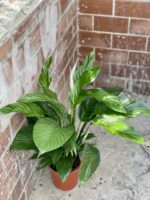 Zdjęcie rośliny Spathiphyllum Sweet Lauretta, ujęcie 3
