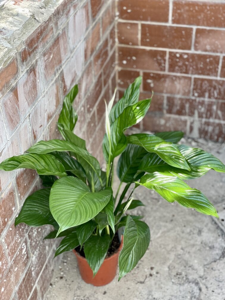 Zdjęcie rośliny Spathiphyllum Sweet Lauretta, ujęcie 3
