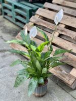 Zdjęcie rośliny Spathiphyllum Vivaldi (Skrzydłokwiat), ujęcie 1