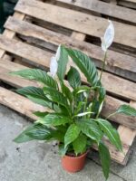 Zdjęcie rośliny Spathiphyllum Vivaldi (Skrzydłokwiat), ujęcie 2