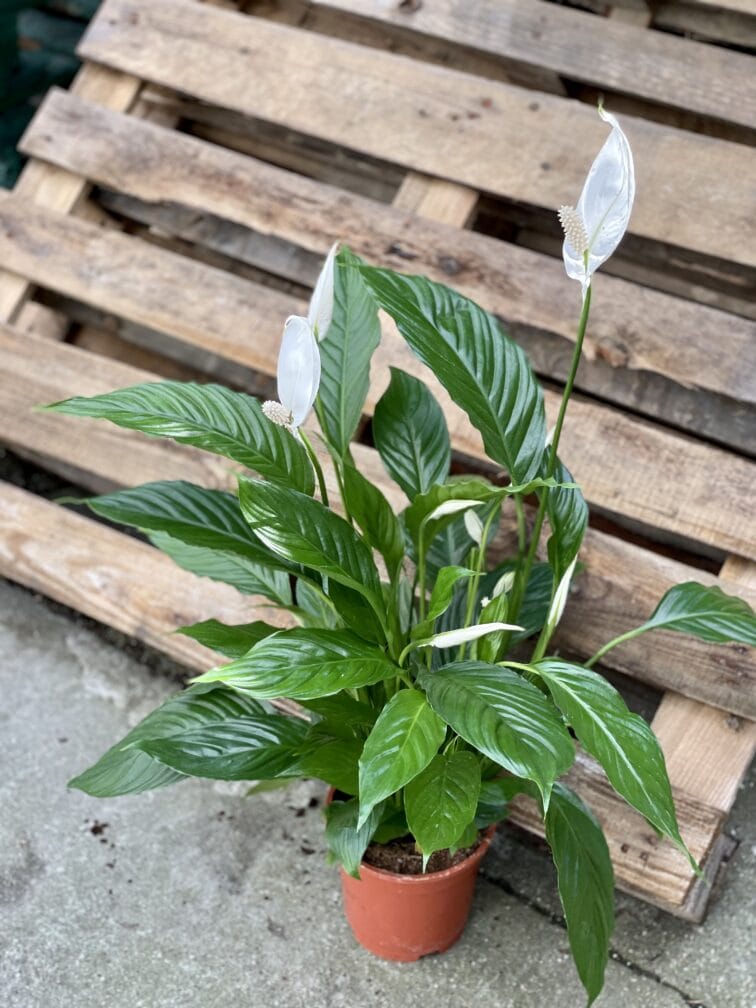 Zdjęcie rośliny Spathiphyllum Vivaldi (Skrzydłokwiat), ujęcie 2