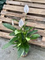 Zdjęcie rośliny Spathiphyllum Vivaldi (Skrzydłokwiat), ujęcie 3