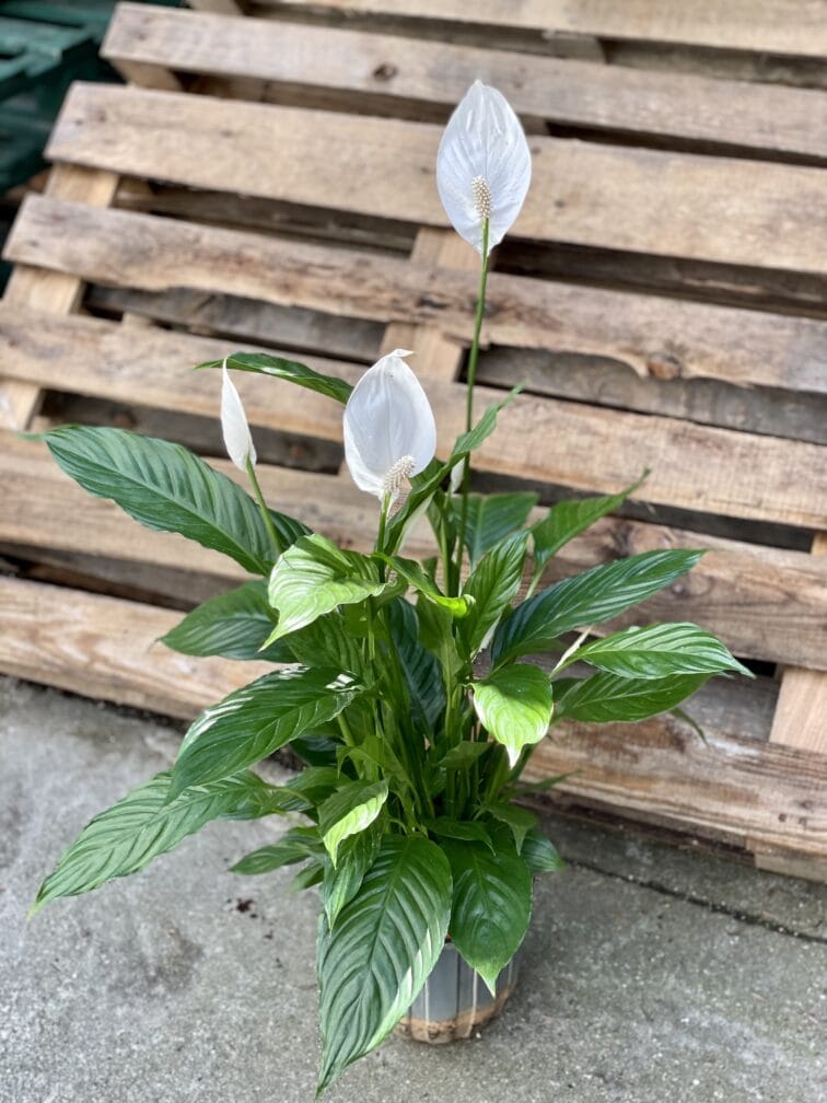 Zdjęcie rośliny Spathiphyllum Vivaldi (Skrzydłokwiat), ujęcie 3