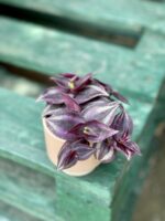 Zdjęcie rośliny Tradescantia Zebra Purpusii, ujęcie 1