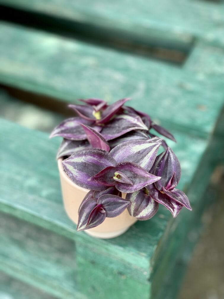 Zdjęcie rośliny Tradescantia Zebra Purpusii, ujęcie 1