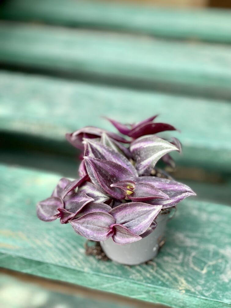 Zdjęcie rośliny Tradescantia Zebra Purpusii, ujęcie 2