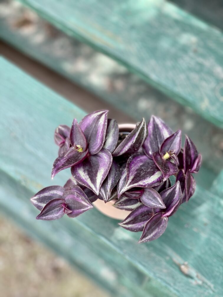 Zdjęcie rośliny Tradescantia Zebra Purpusii, ujęcie 3