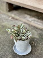 Zdjęcie rośliny Tradescantia zebrina Jungle Jewel (Trzykrotka), ujęcie 3