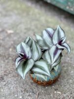 Zdjęcie rosliny doniczkowej Tradescantia Zebrina, ujęcie 1