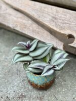 Zdjęcie rosliny doniczkowej Tradescantia Zebrina, ujęcie 2