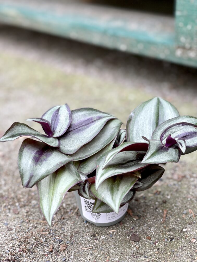 Zdjęcie rosliny doniczkowej Tradescantia Zebrina, ujęcie 3