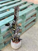 Zdjęcie rośliny Zamioculcas Raven, ujęcie 1