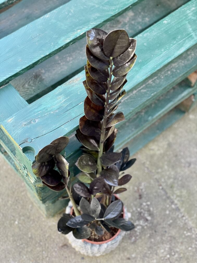 Zdjęcie rośliny Zamioculcas Raven, ujęcie 2
