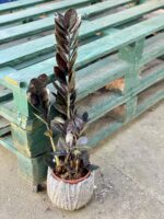 Zdjęcie rośliny Zamioculcas Raven, ujęcie 3