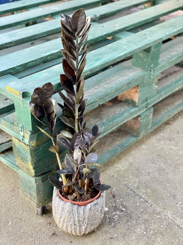 Zdjęcie rośliny Zamioculcas Raven, ujęcie 3