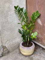Zdjęcie rośliny Zamioculcas Zamiifolia, ujęcie 1