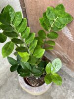 Zdjęcie rośliny Zamioculcas Zamiifolia, ujęcie 2