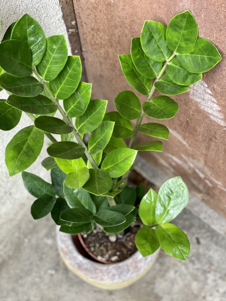 Zdjęcie rośliny Zamioculcas Zamiifolia, ujęcie 2