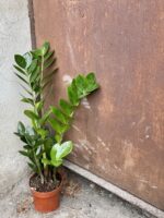 Zdjęcie rośliny Zamioculcas Zamiifolia, ujęcie 3