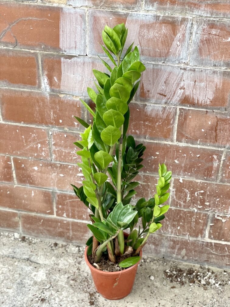 zamioculcas-zamiifolia_17x70-1_1651310900.jpg Zdjęcie rosliny doniczkowej Zamioculcas Zamiifolia, ujęcie 1