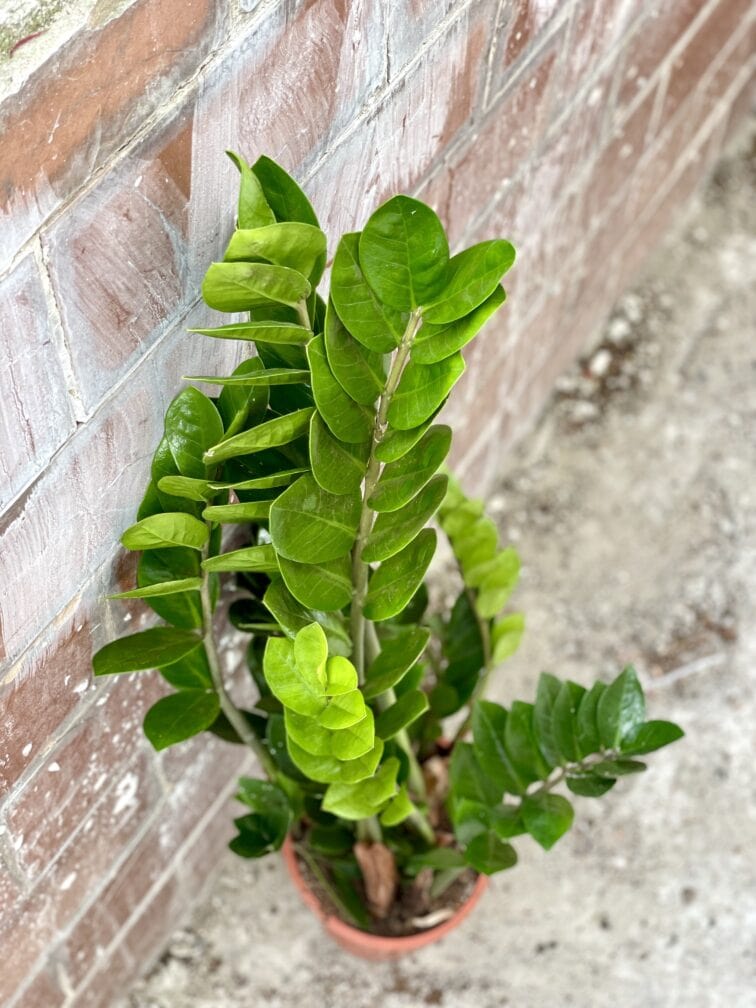 Zdjęcie rosliny doniczkowej Zamioculcas Zamiifolia, ujęcie 2