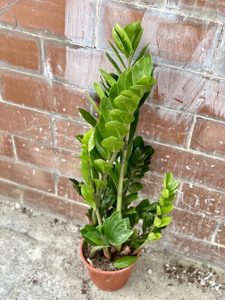 Zdjęcie rosliny doniczkowej Zamioculcas Zamiifolia, ujęcie 3