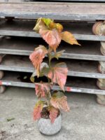 Zdjęcie rosliny doniczkowej Acalypha (Pokrzywiec), ujęcie 2