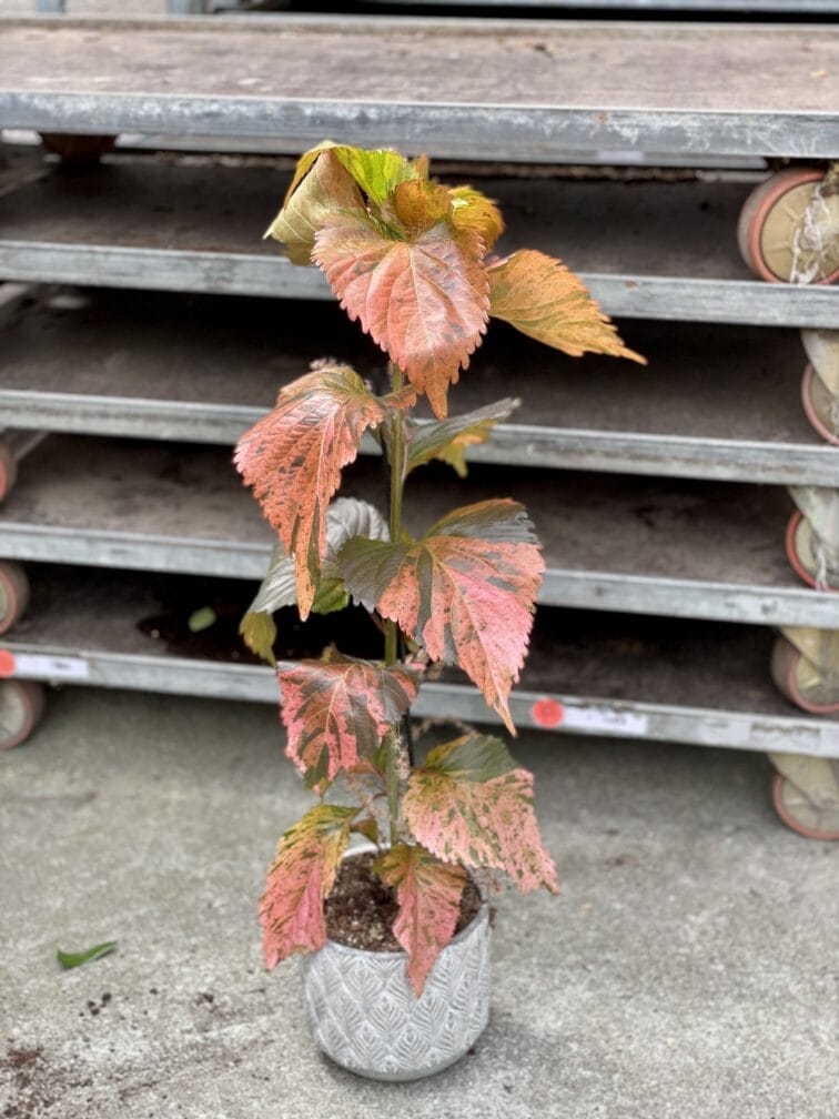 Zdjęcie rosliny doniczkowej Acalypha (Pokrzywiec), ujęcie 2