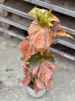 Zdjęcie rosliny doniczkowej Acalypha (Pokrzywiec), ujęcie 3