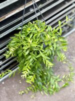 Zdjęcie rosliny doniczkowej Aeschynanthus Japhrolepis, ujęcie 1