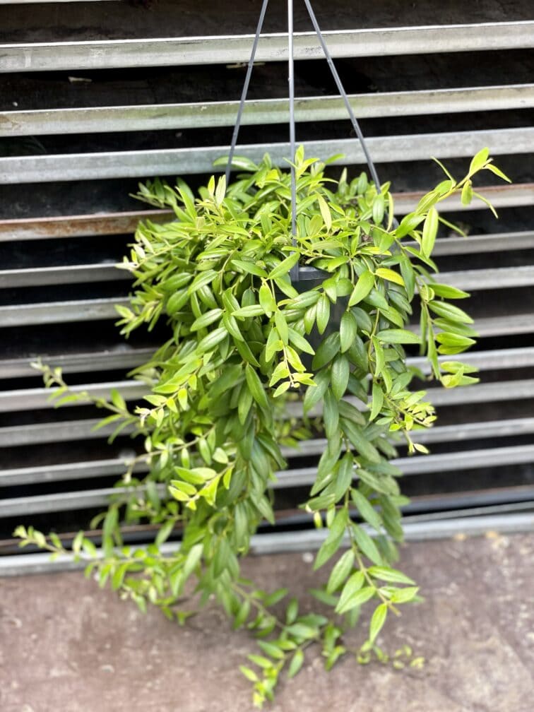 Zdjęcie rosliny doniczkowej Aeschynanthus Japhrolepis, ujęcie 2
