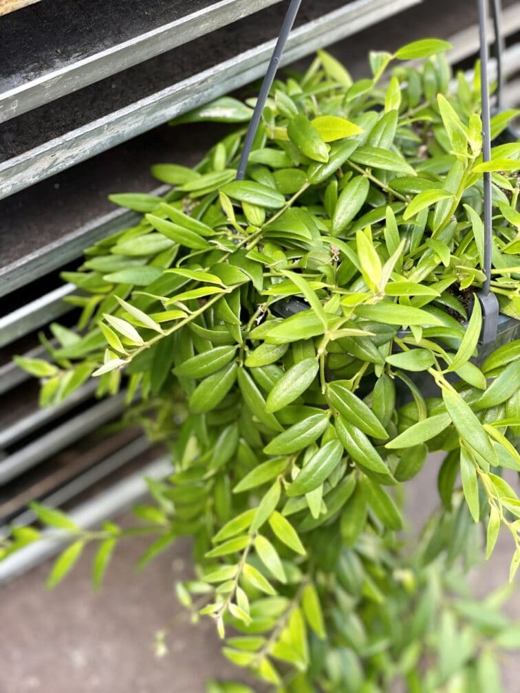 Zdjęcie rosliny doniczkowej Aeschynanthus Japhrolepis, ujęcie 3