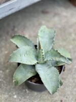Zdjęcie rosliny doniczkowej Agave potatorum, ujęcie 1