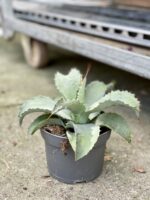 Zdjęcie rosliny doniczkowej Agave potatorum, ujęcie 2