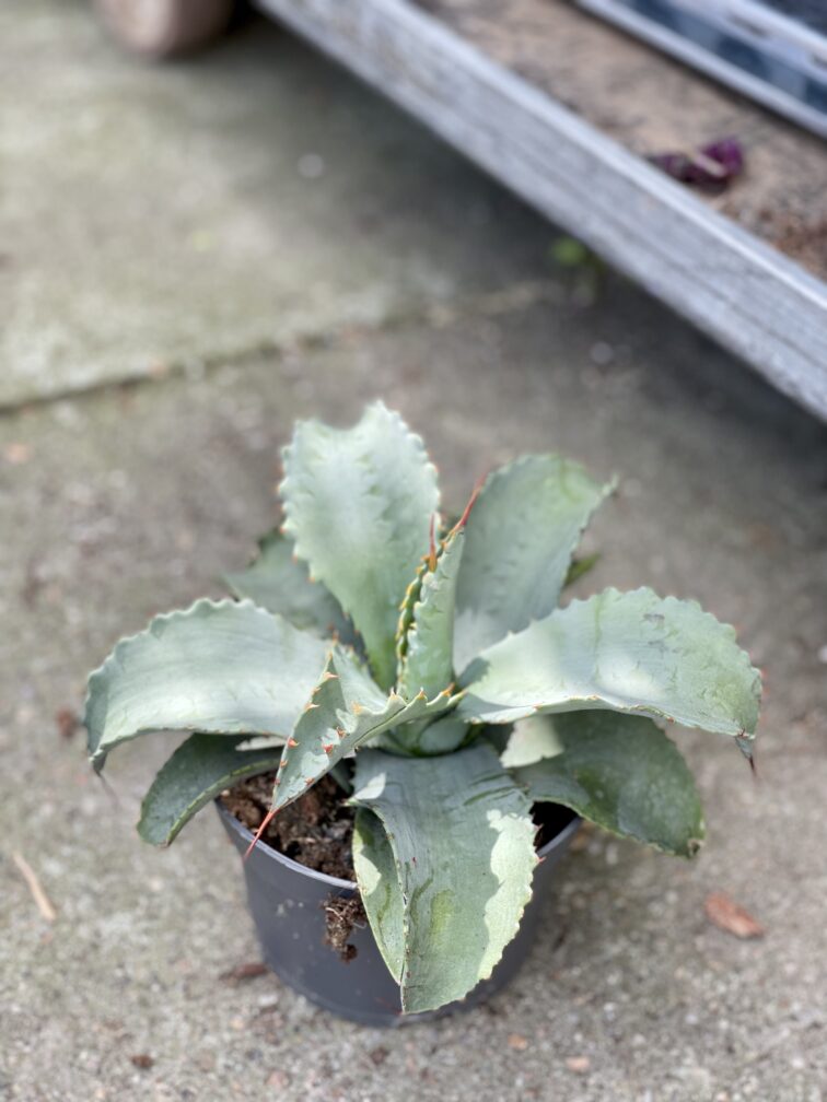 Zdjęcie rosliny doniczkowej Agave potatorum, ujęcie 3