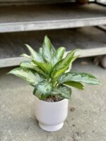 Zdjęcie rosliny doniczkowej Aglaonema Jubilee Compacta, ujęcie 1