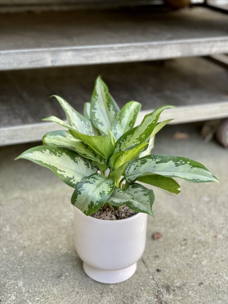 Zdjęcie rosliny doniczkowej Aglaonema Jubilee Compacta, ujęcie 1
