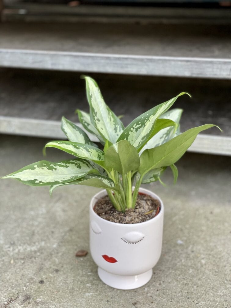 Zdjęcie rosliny doniczkowej Aglaonema Jubilee Compacta, ujęcie 2